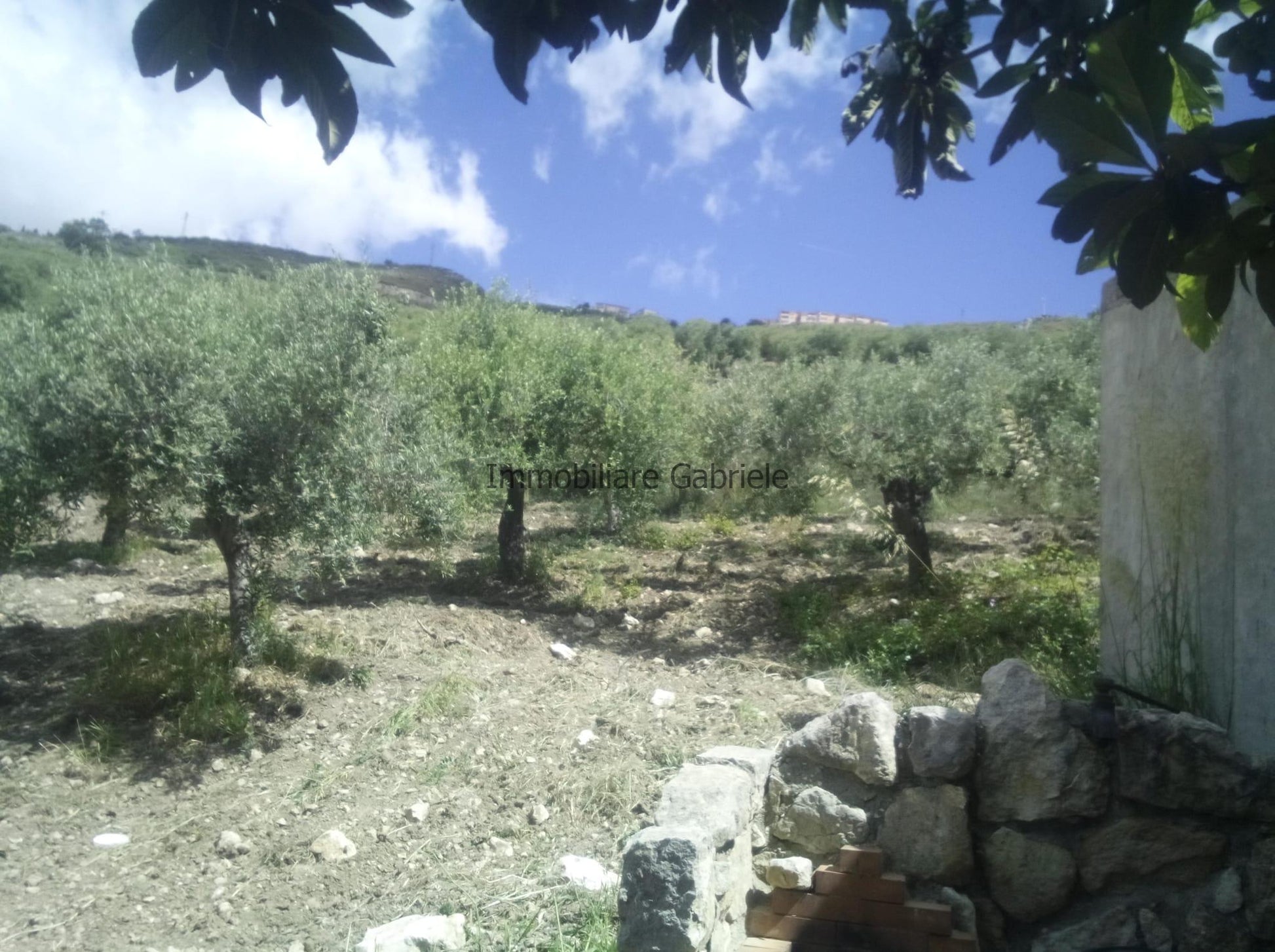 IMMOBILIARE GABRIELE VENDE TERRENO AGRICOLO A CALTABELLOTTA